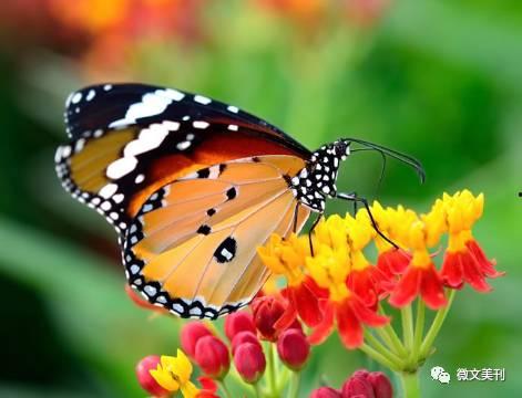 国产采精小蝴蝶